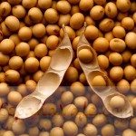 Soybeans and Pod